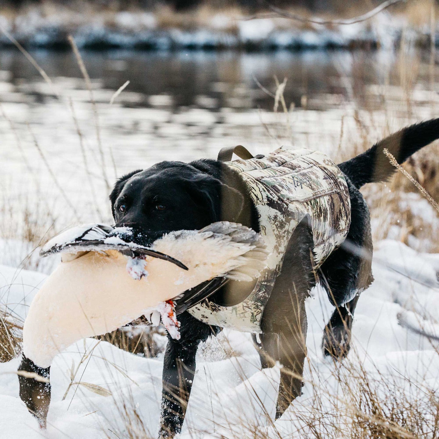 First Lite Tanglefree Dog Vest