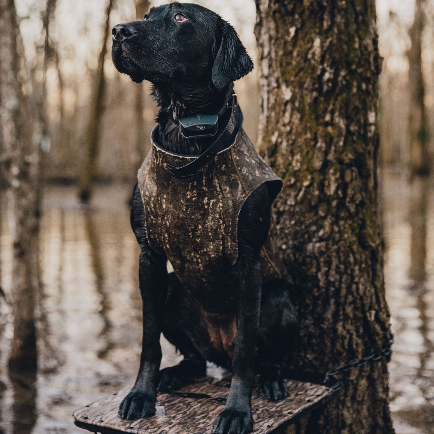 First Lite Tanglefree Dog Vest