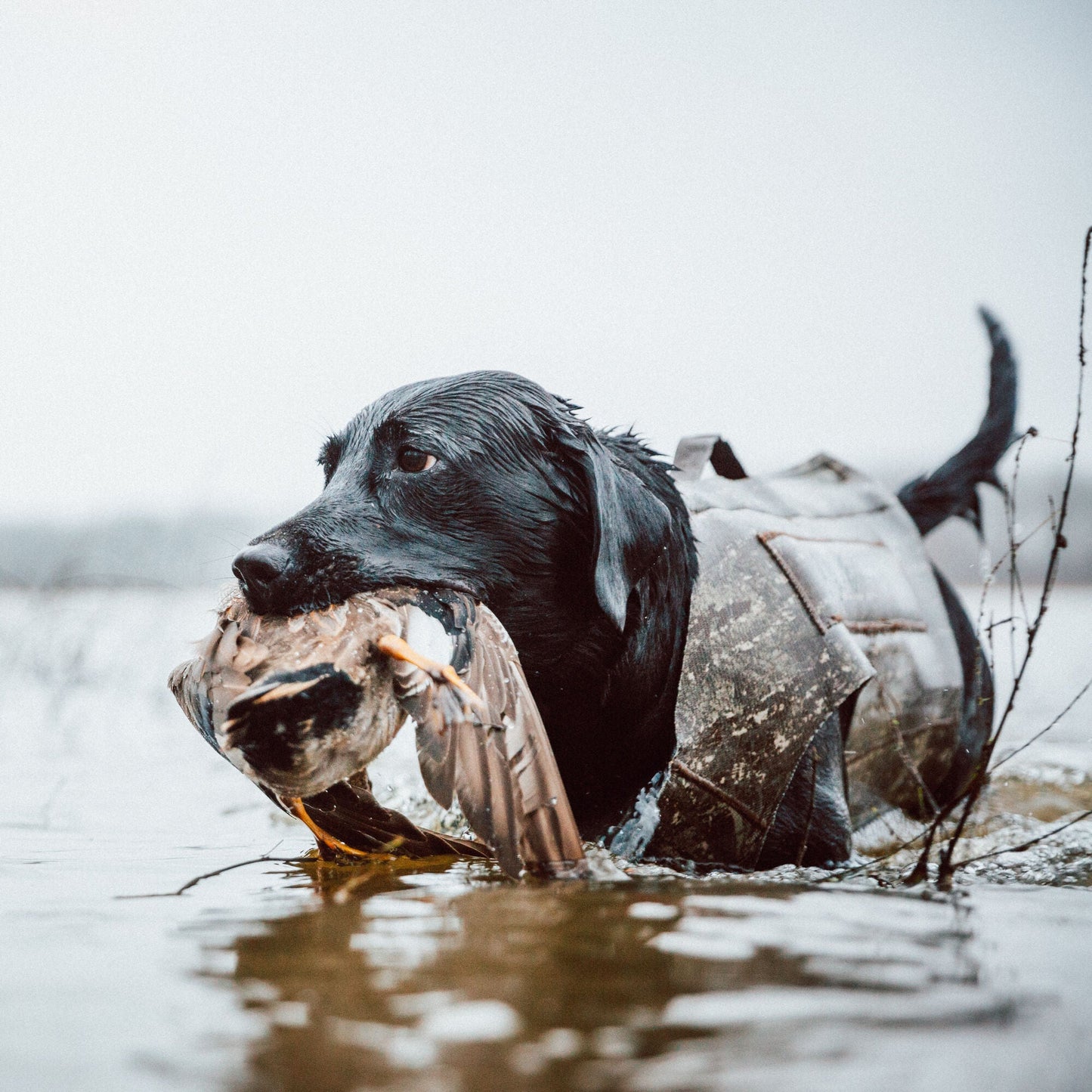 First Lite Tanglefree Dog Vest
