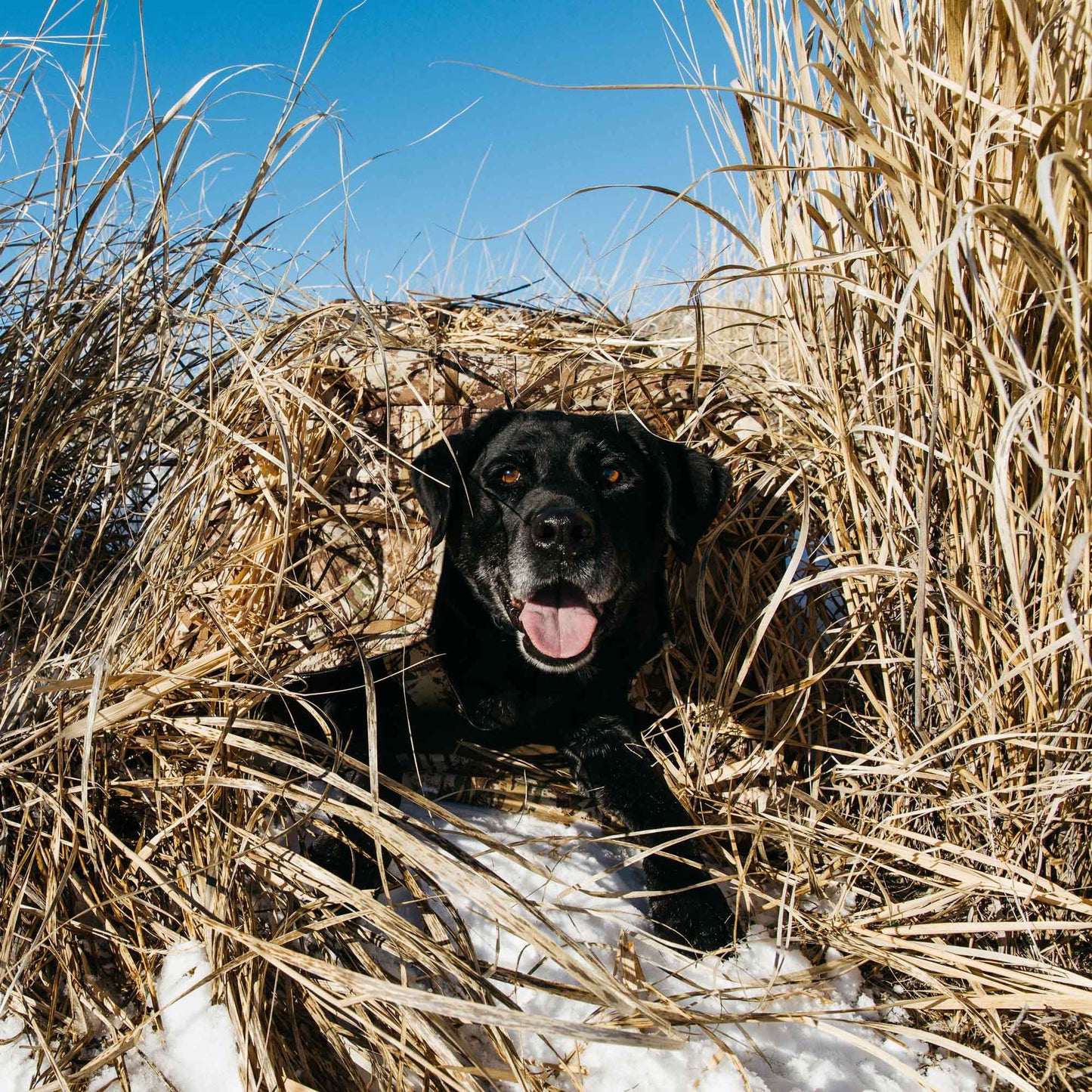 First Lite Tanglefree Little Buddy Dog Blind
