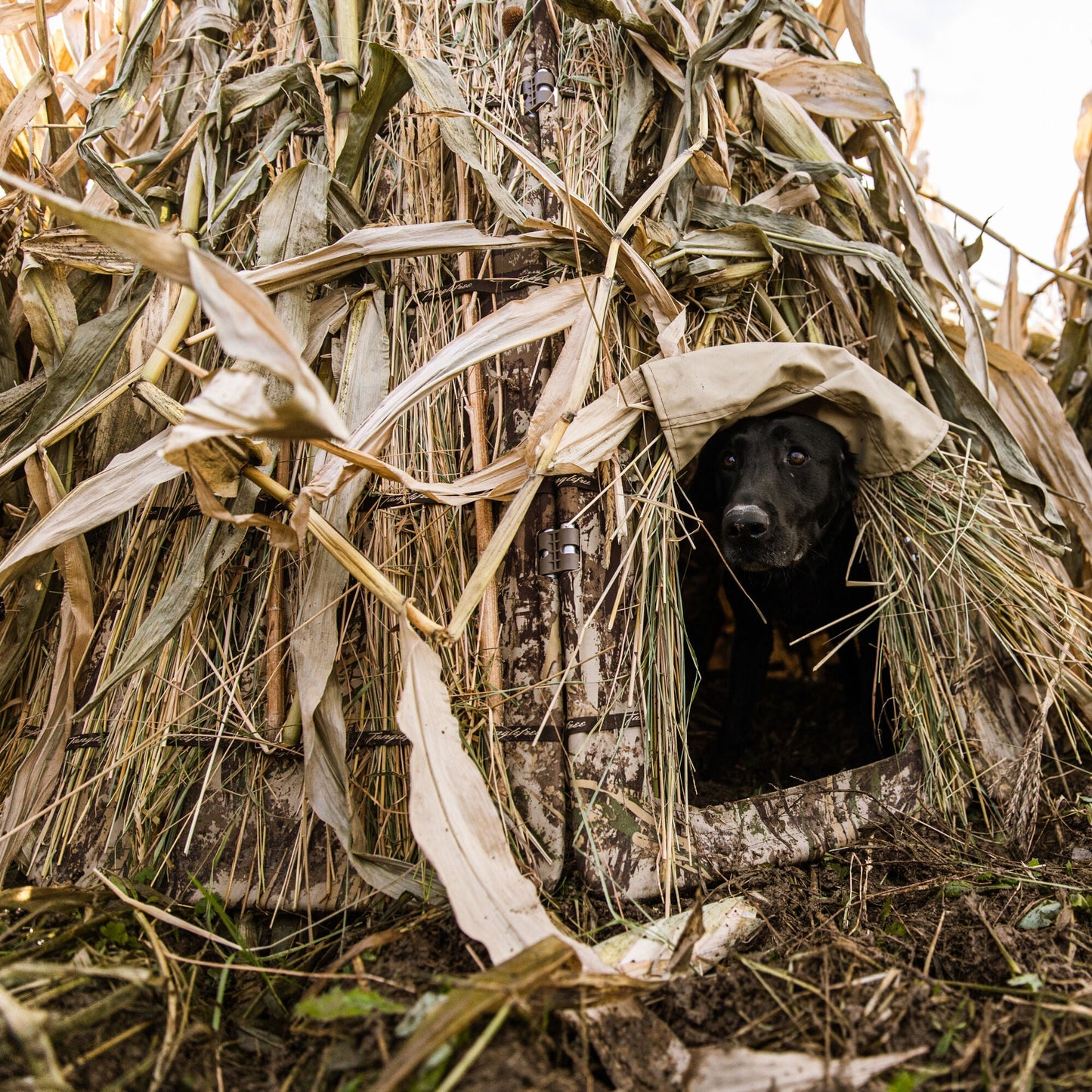 First Lite Tanglefree 360 Solo Blind