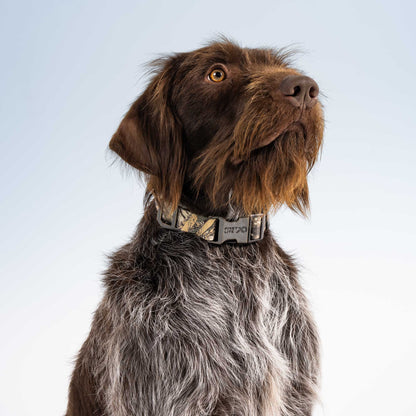 First Lite First Lite Dog Collar