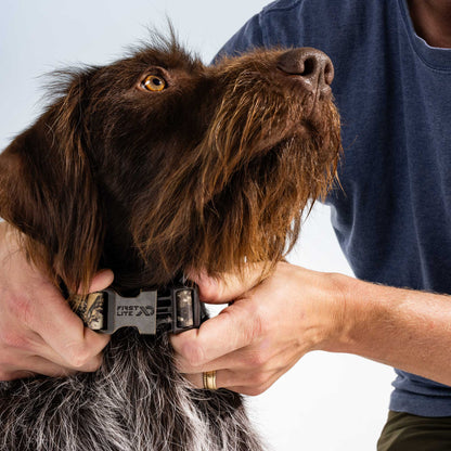 First Lite First Lite Dog Collar